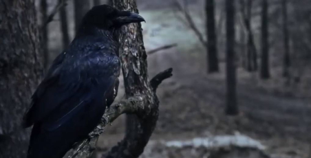 “Чорний ворон”: слабкість кіно проти сили літератури