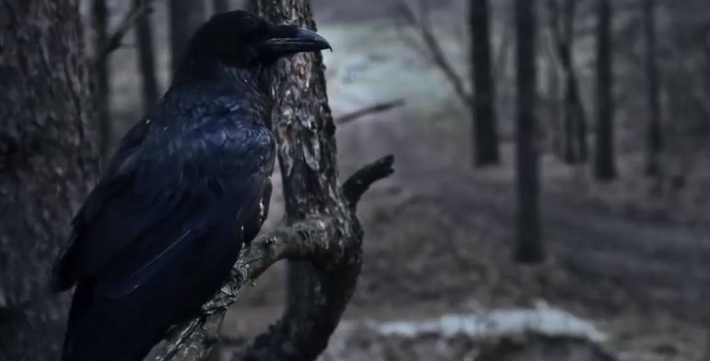 “Чорний ворон”: слабкість кіно проти сили літератури